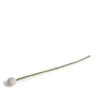 Kugelblume | Wollweiß klein