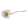 Mohn Filzblume  | Weiß