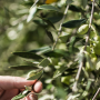 ARCHAELAION Olivenöl Extra Nativ aus unreifen Oliven