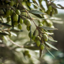 ARCHAELAION Olivenöl Extra Nativ aus unreifen Oliven